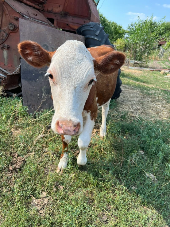 a brown and white cow stands in the grass by a farm equipment