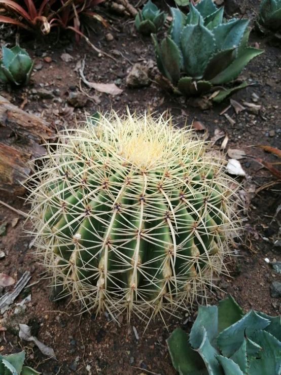 an image of a cactus in the garden