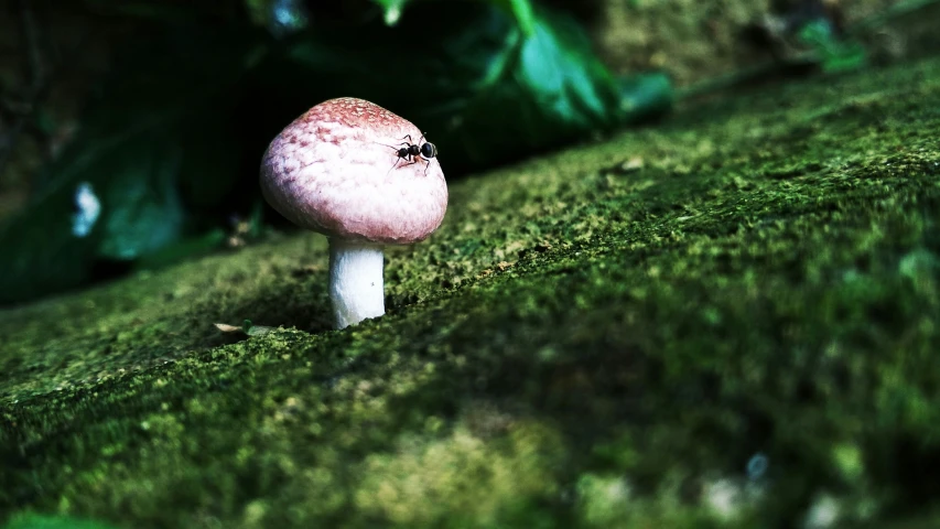 a toadgy mushroom on moss in the dark