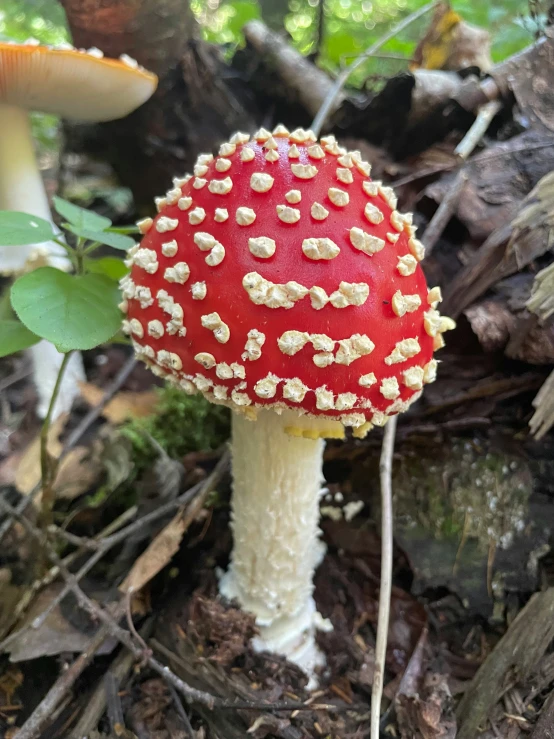a large mushroom on the forest floor with yellow spiky pollen
