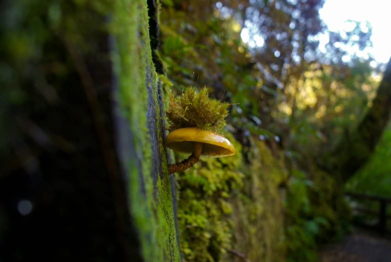 mushroom growing on the side of a wall