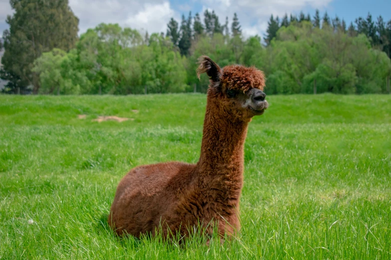 a lamao laying in a green field surrounded by trees