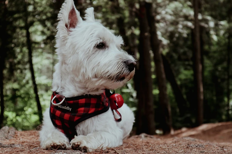 the small dog is wearing a shirt that is red and white