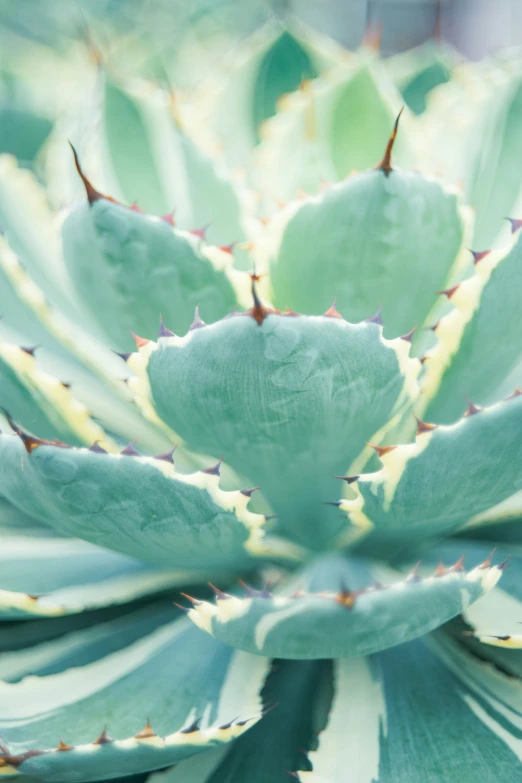 a close up picture of a succulent flower