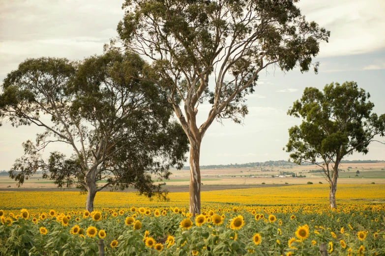 some sunflowers are in a field with trees