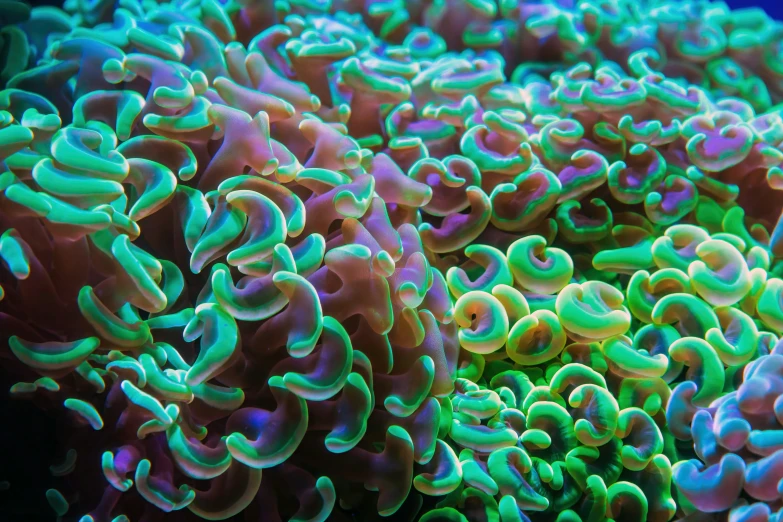 a close up of a cluster of green and blue corals