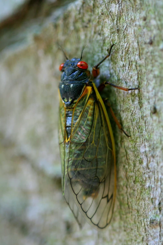 a couple of bugs sitting on top of a tree