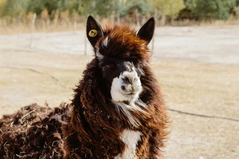 a close up s of an alpaca in the field