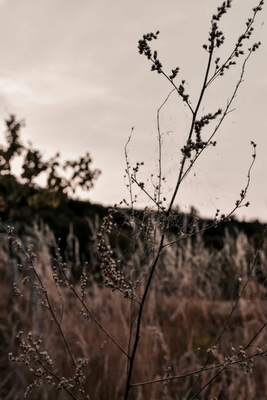 the plant is still blooming in the field