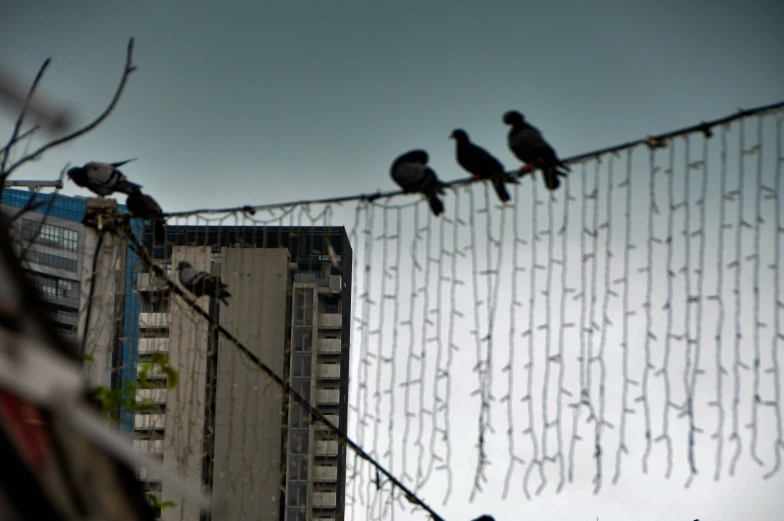 a group of birds on top of barbed wire