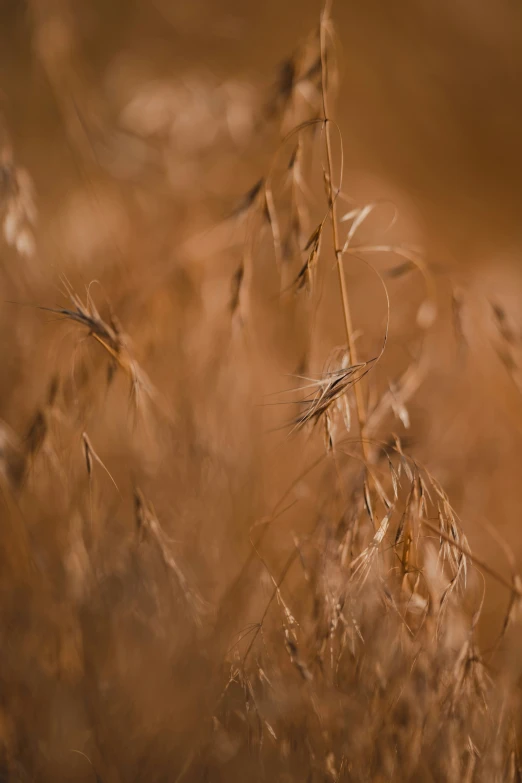 a field of dry grass with lots of brown plants