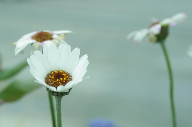 three white flowers in front of blue flowers