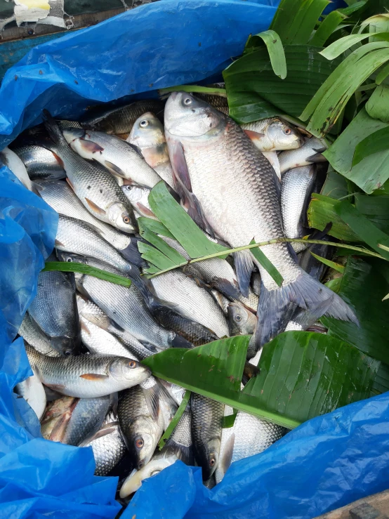 many small fish that are in a blue bag