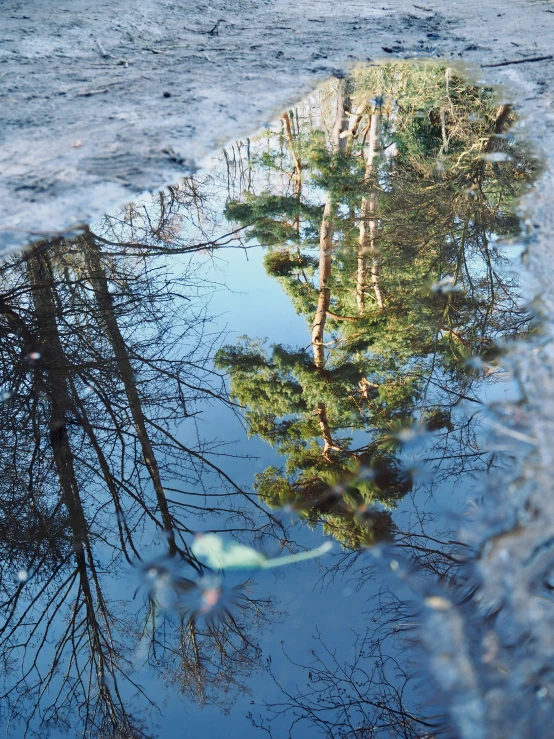 a long row of trees reflected in the water