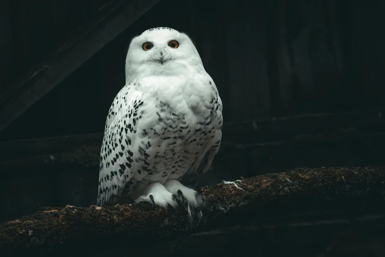 a white owl is perched on a log