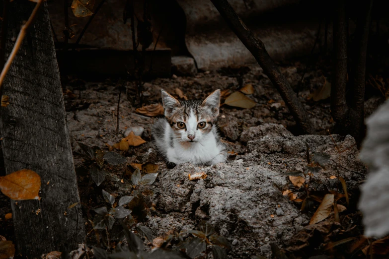 a cat that is sitting on some dirt