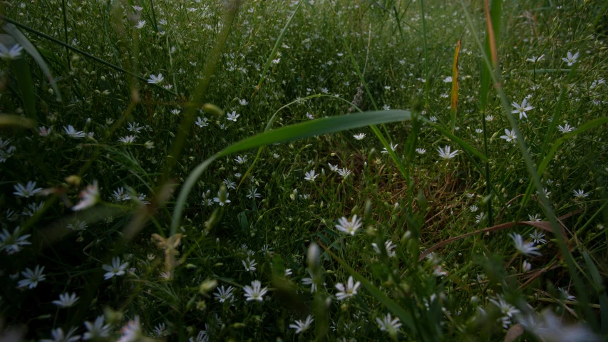 an umbrella is sitting in the middle of flowers