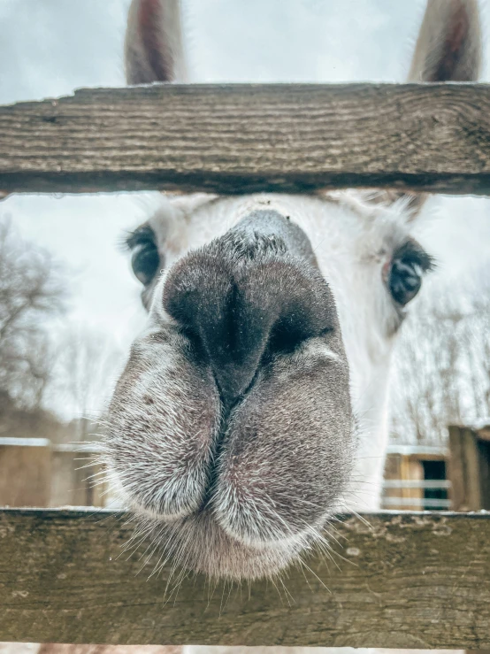 a horse's nose sticking out through the wooden fence