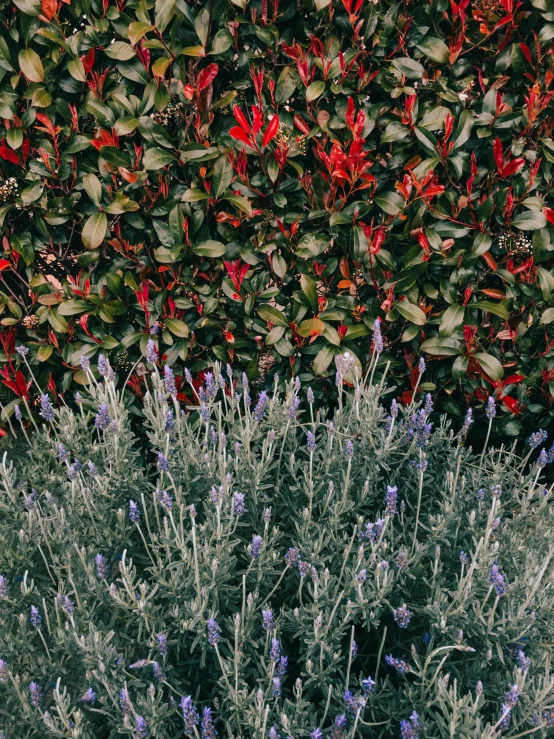 blue, purple, and green plants on display in front of red and white wall