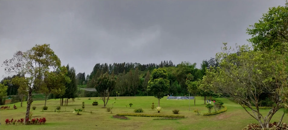 there is a field in the middle of the forest