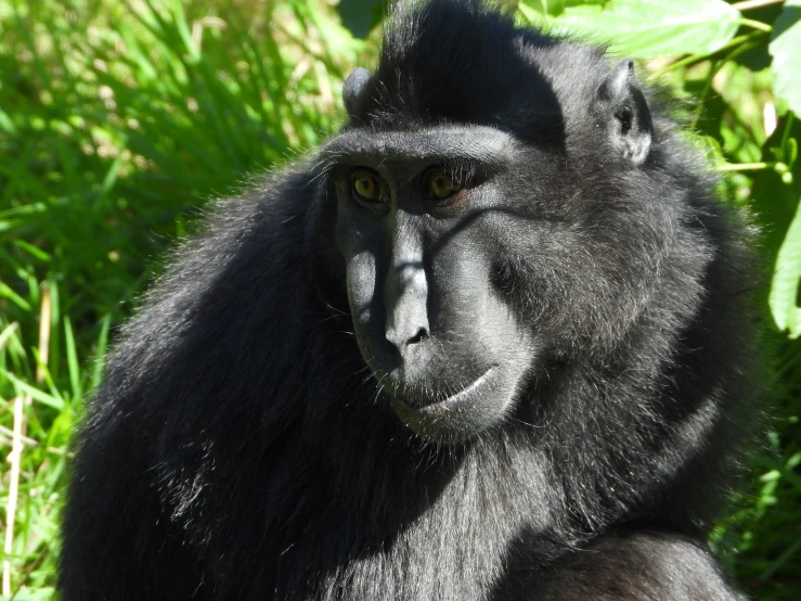 a close up picture of a monkey looking straight ahead