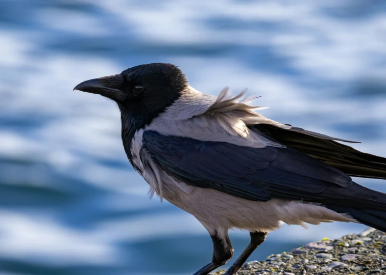 the bird is standing on the rock near the water