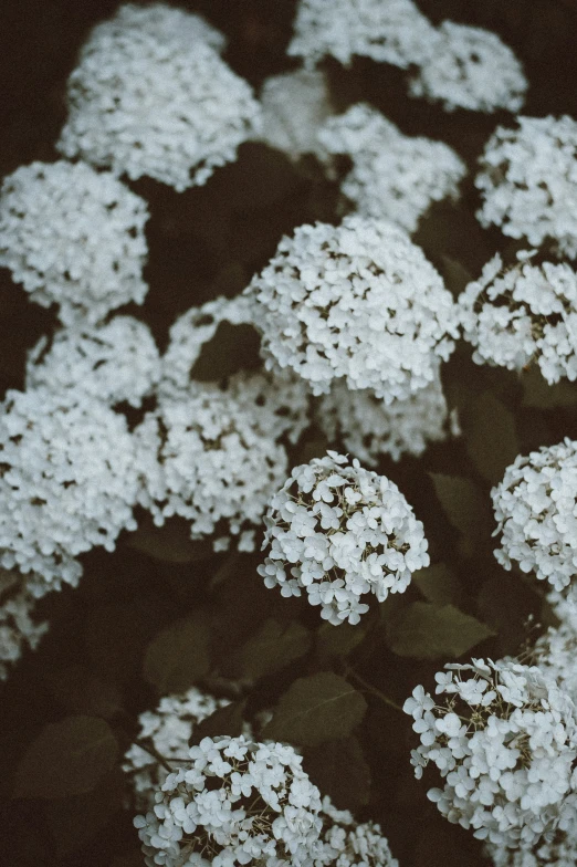 small white flowers placed in the middle of a table