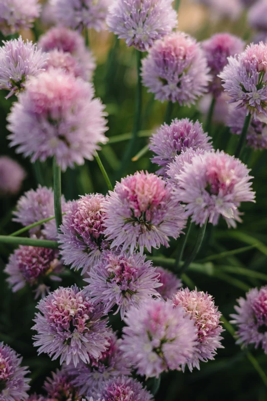 close up of flowers growing outdoors in the sun