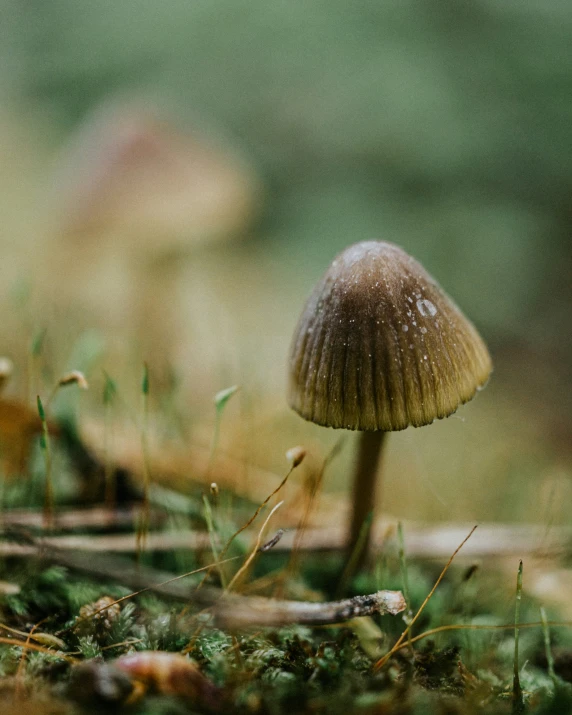 a single mushroom is growing from the grass