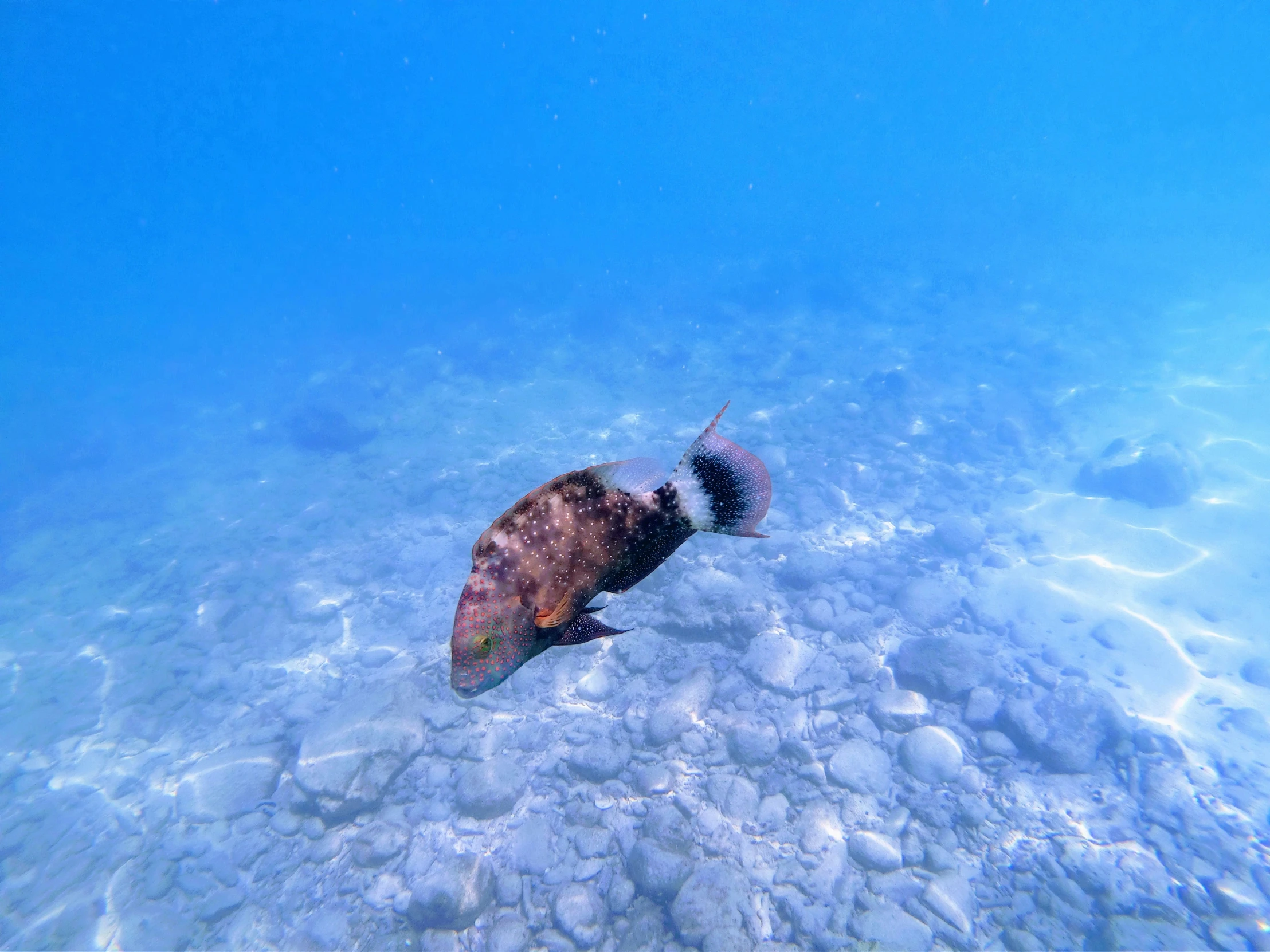 a turtle swimming in the shallow ocean water