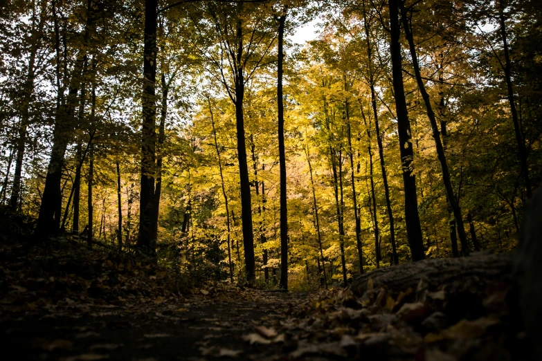 the trees are changing color in a forest