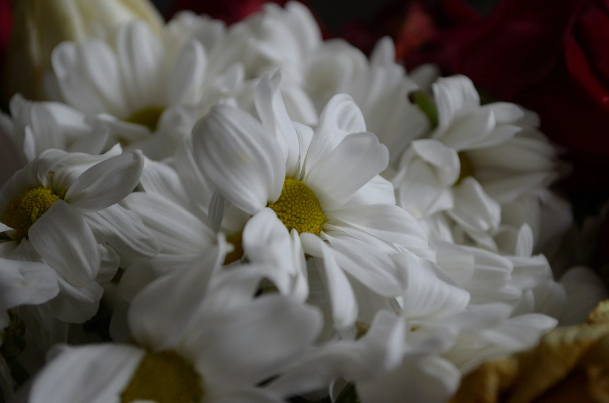 a close up image of white flowers with yellow centers