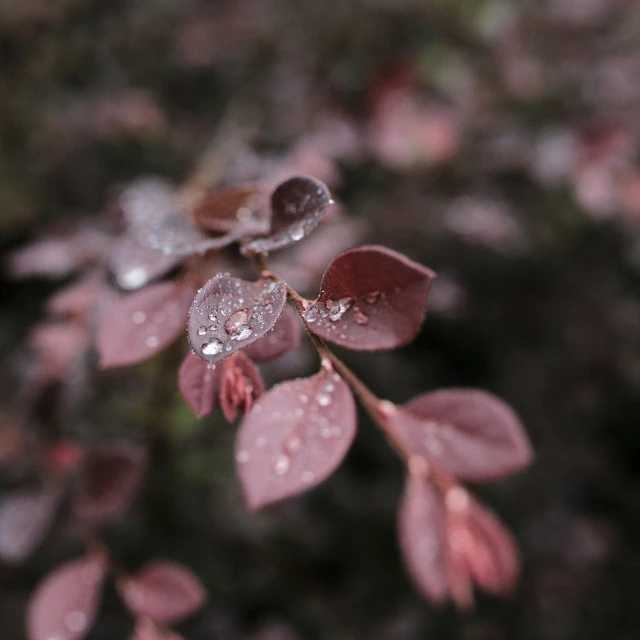 a pink plant with water drops on the leaves