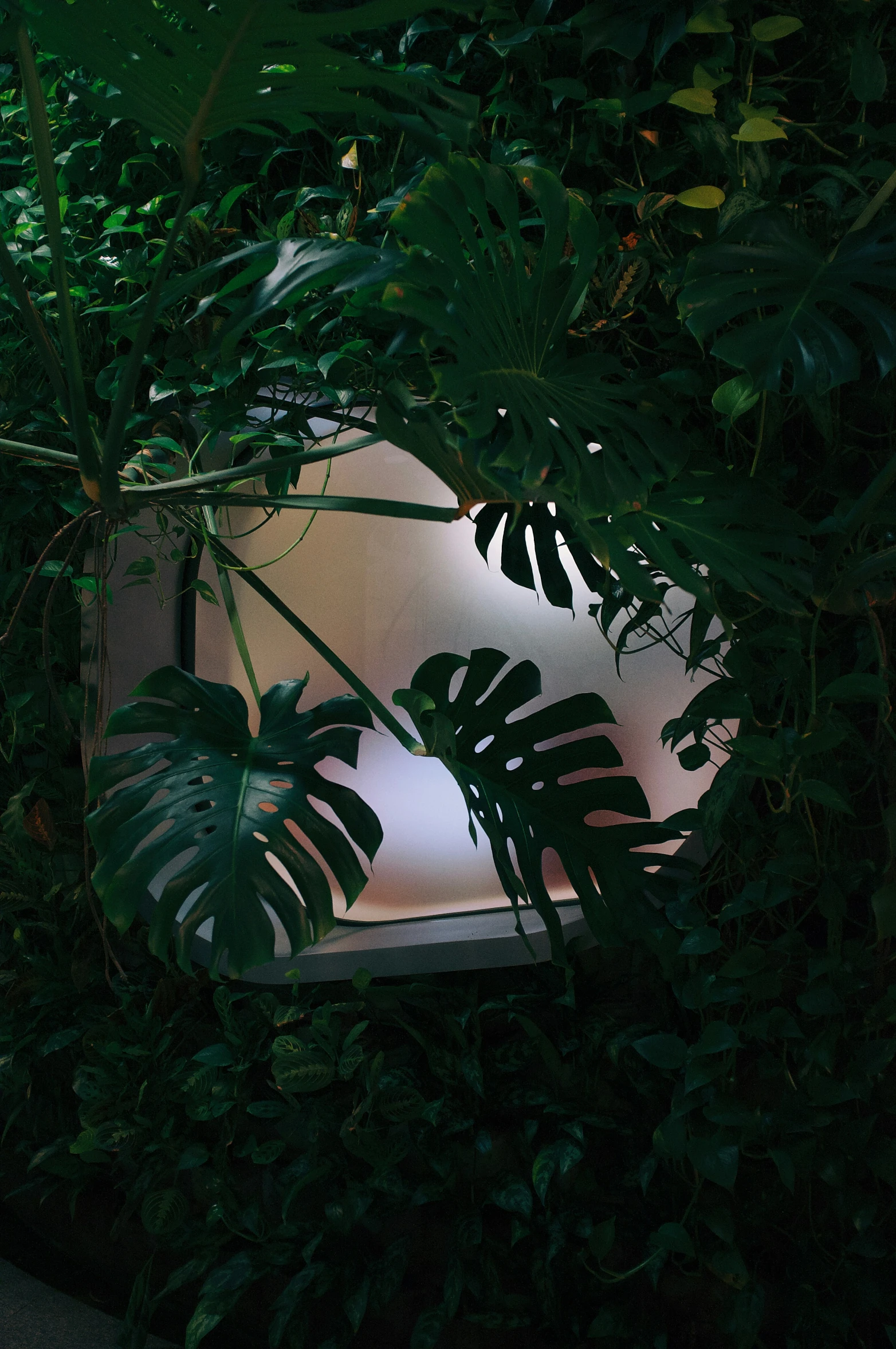 an umbrella and some tropical foliage in the dark