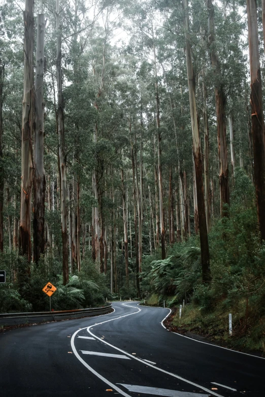 road curves down side of forest in wet, rainy day