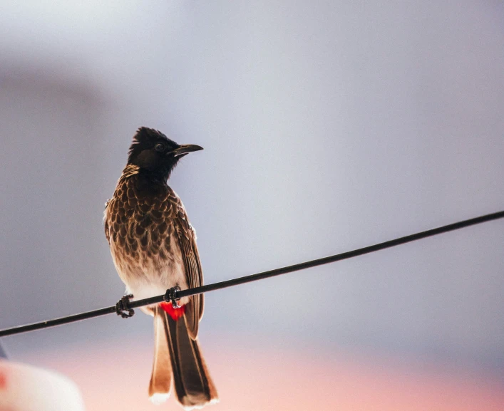 the bird is sitting on a line with red pins