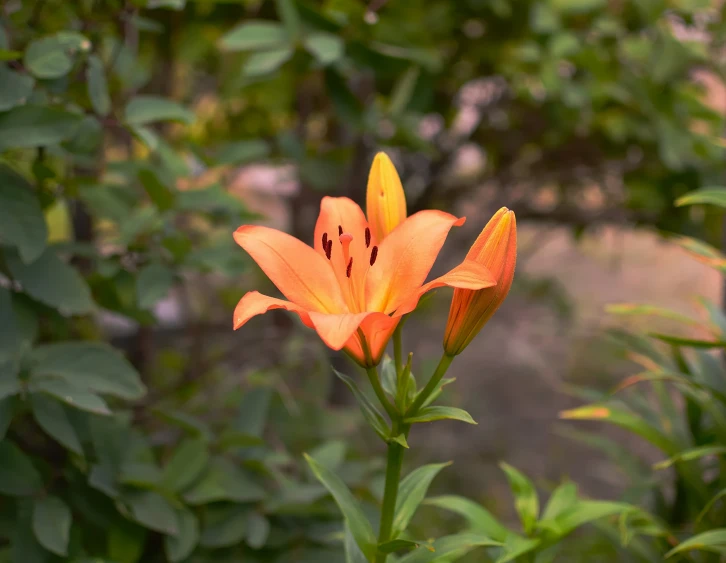 a beautiful orange flower on top of a green plant