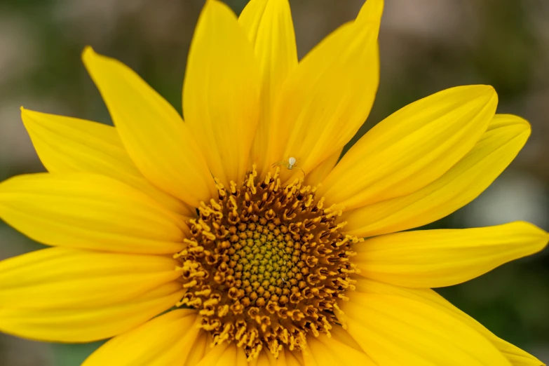 a sunflower with many tiny dots on its bloom