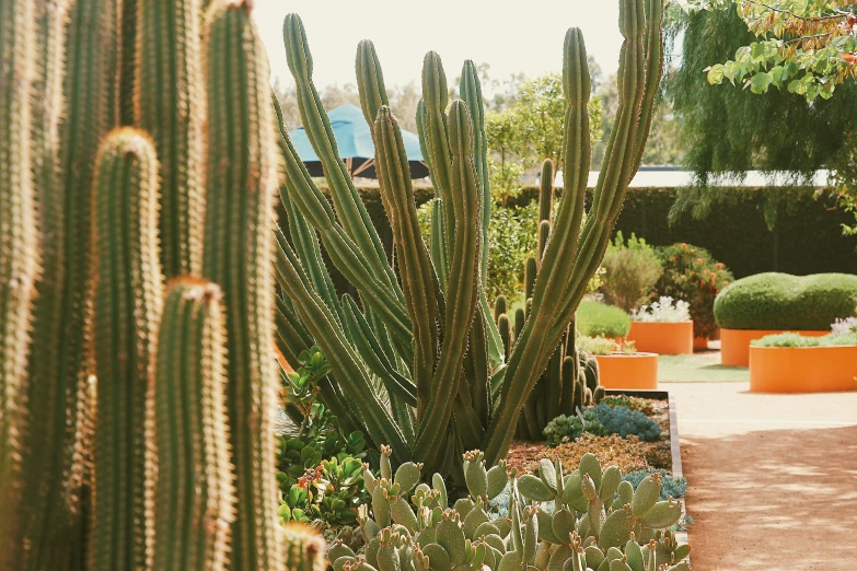 a very big cactus plant by some rocks