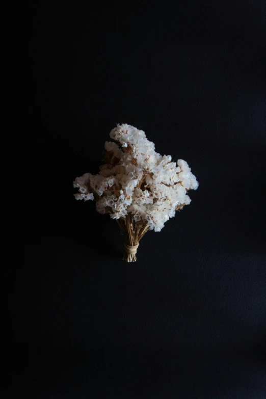 white flowers on a black background are dried