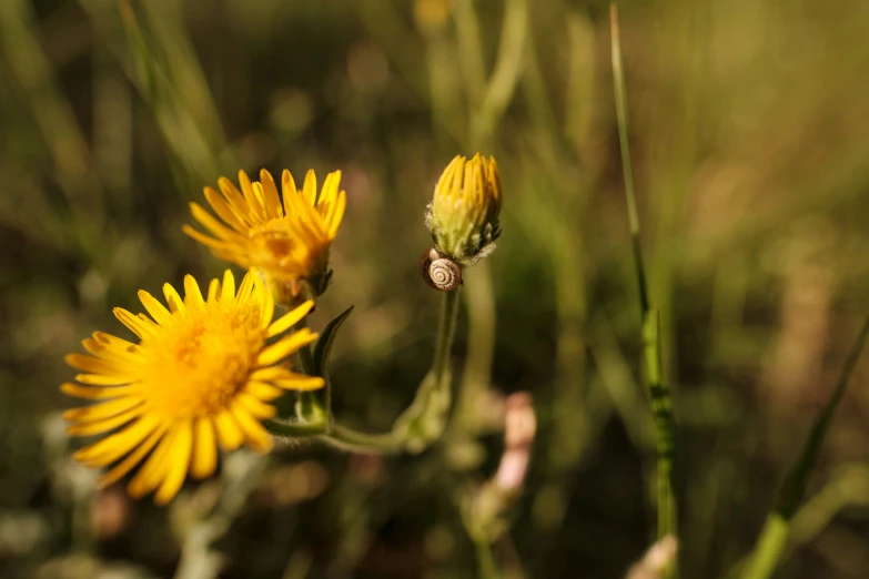 two dandelions are blooming in the green grass