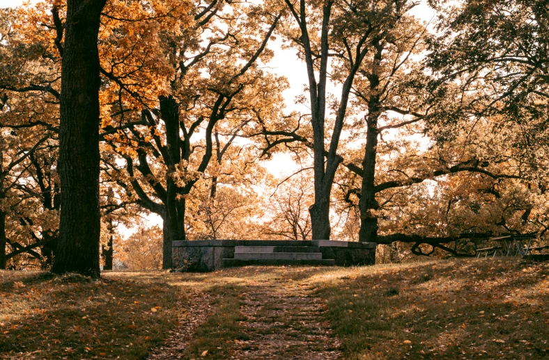 a trail leading through a forest filled with trees