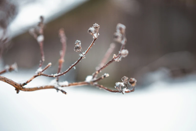 a small twig nch with tiny tiny seed pods in the middle of it