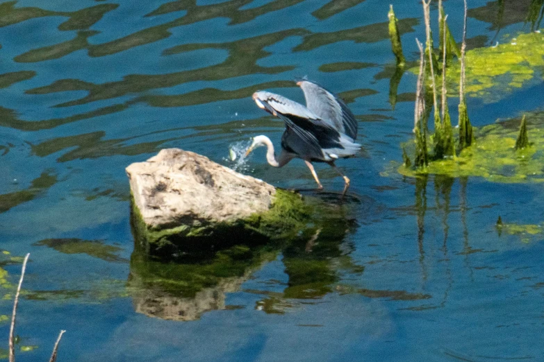 a bird that is standing on some rocks