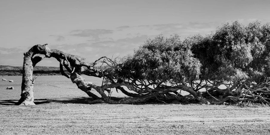 the giraffes are trying to climb on the tree