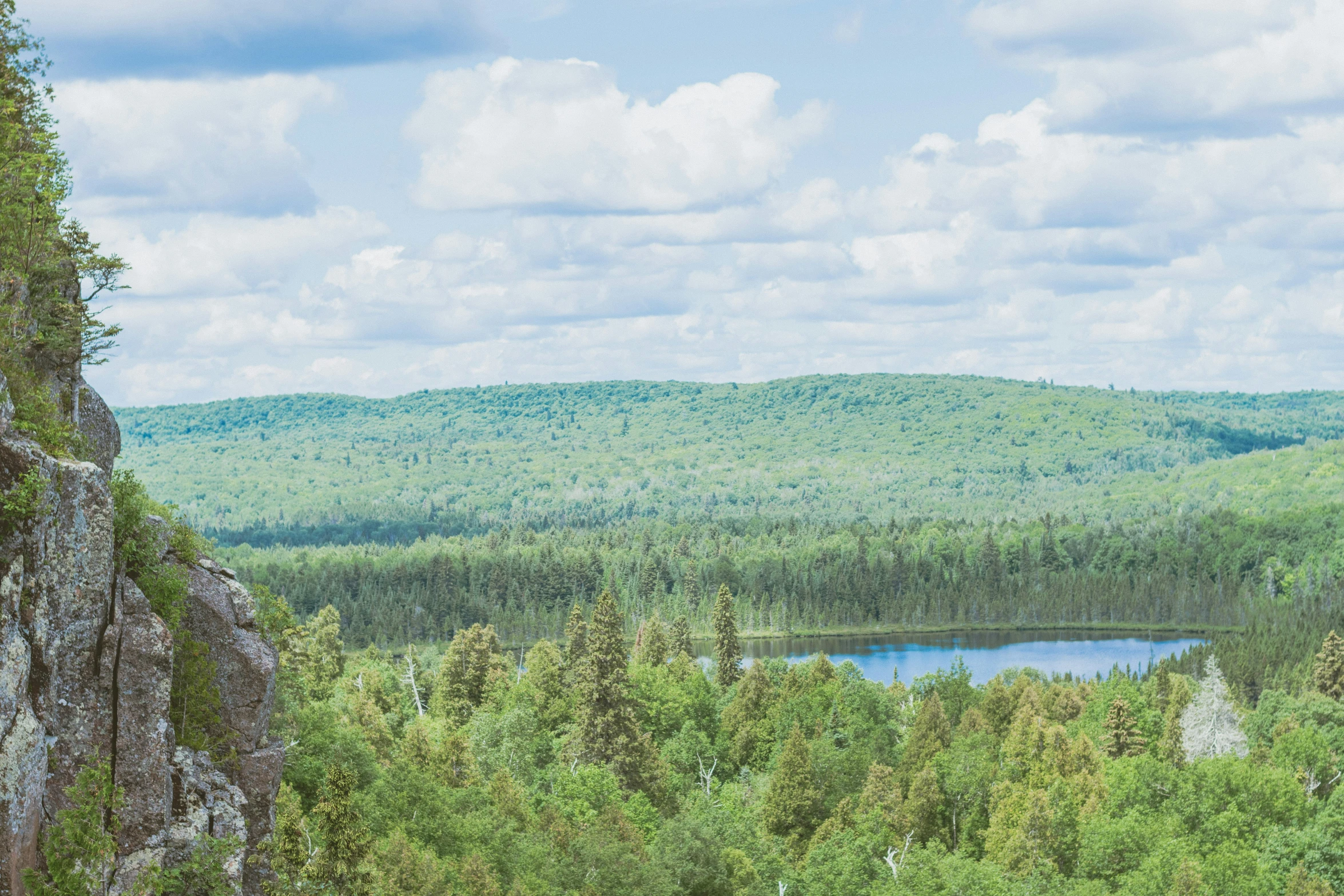 an animal looks out over a forested area