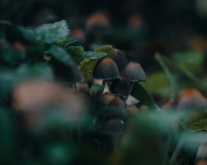 several mushrooms are growing on the ground in an overgrown area