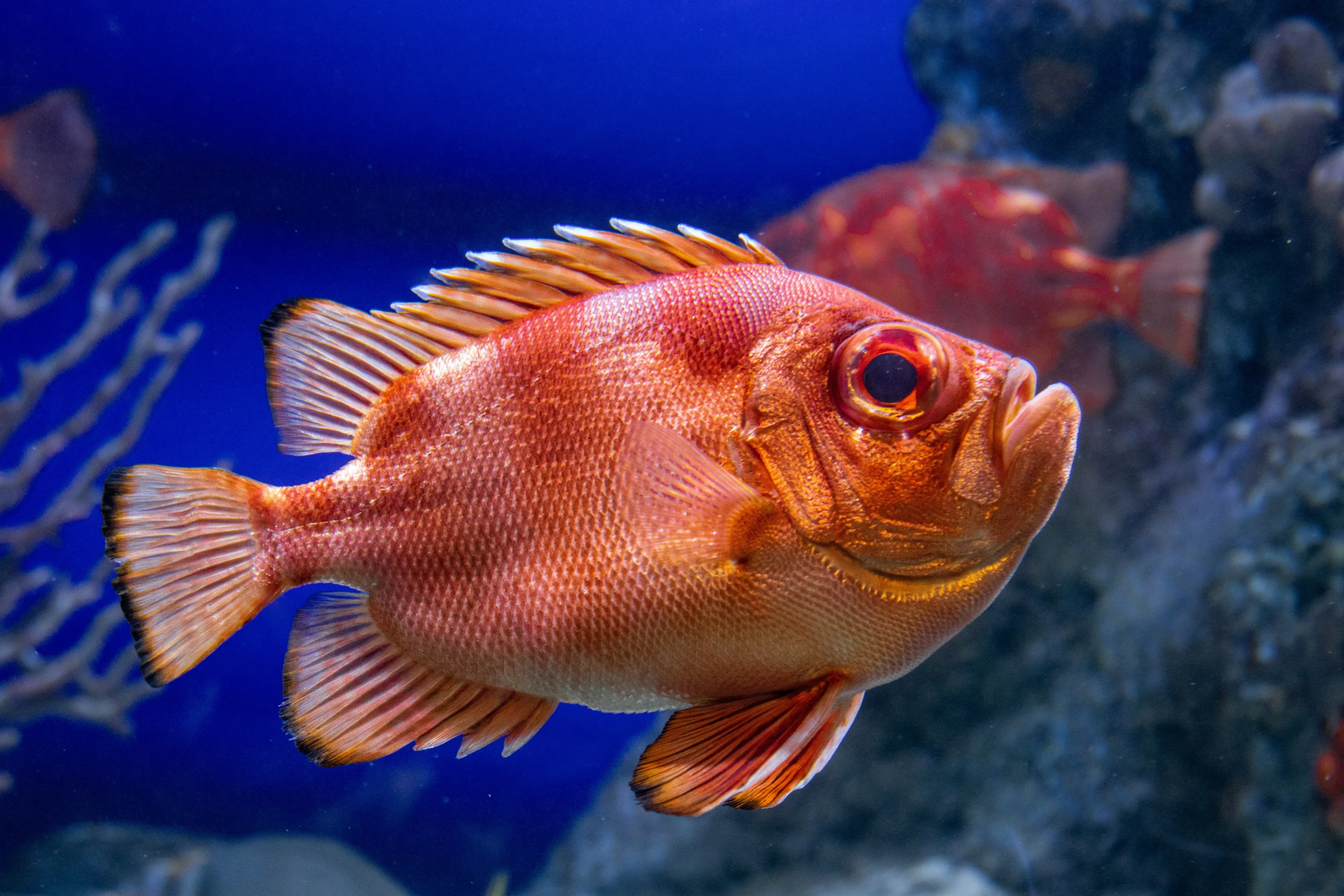 a very cute fish in a big aquarium