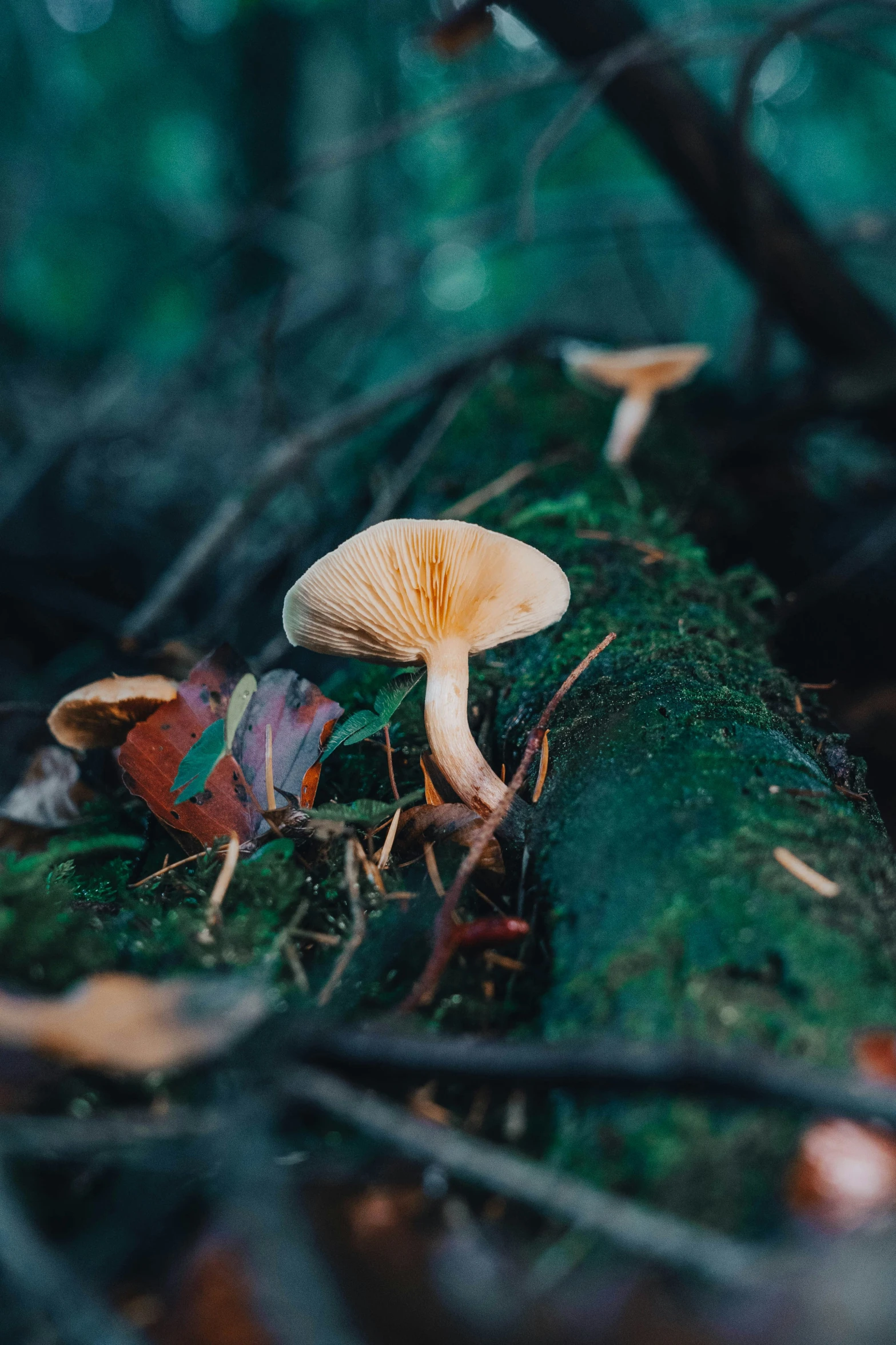 some very pretty mushrooms on the forest floor