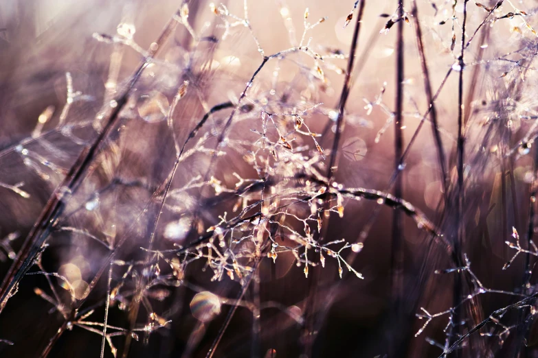 some dry grass that are covered in frost